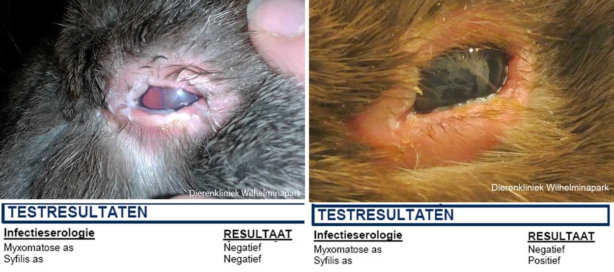 konijnen uit een opvang met ontstoken ogen: syfilis of myxomatose als ddx